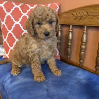 Daisy, a female Goldendoodle for sale in Seneca, KS – Photo 2 of 10