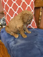 Daisy, a female Goldendoodle for sale in Seneca, KS – Photo 6 of 9