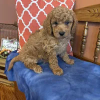 Daisy, a female Goldendoodle for sale in Seneca, KS – Photo 4 of 10