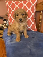 Daisy, a female Goldendoodle for sale in Seneca, KS – Photo 4 of 9