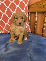 Daisy, a female Goldendoodle for sale in Seneca, KS – Photo 8 of 9