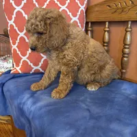 Daisy, a female Goldendoodle for sale in Seneca, KS – Photo 9 of 10