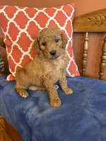 Daisy, a female Goldendoodle for sale in Seneca, KS – Photo 1 of 9