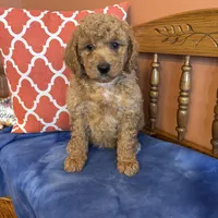 Daisy, a female Goldendoodle for sale in Seneca, KS – Photo 6 of 10