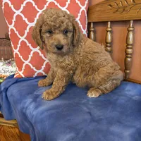 Daisy, a female Goldendoodle for sale in Seneca, KS – Photo 7 of 10