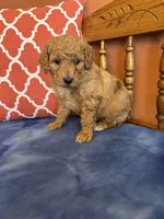Daisy, a female Goldendoodle for sale in Seneca, KS – Photo 7 of 9