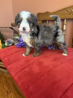 Dakota, a female Miniature Bernedoodle for sale in Seneca, KS – 9 of 9