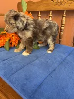 Paisley, a female Miniature Aussiedoodle for sale in Seneca, KS – 3 of 7