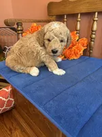 Wally, a male Miniature Goldendoodle for sale in Seneca, KS – 6 of 9