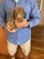 Buddy, a male Miniature Aussiedoodle for sale in Seneca, KS – 7 of 8