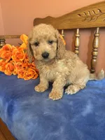 Jax, a male Miniature Goldendoodle for sale in Seneca, KS – 3 of 10
