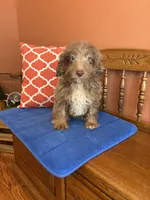 Buddy, a male Miniature Aussiedoodle for sale in Seneca, KS – 9 of 10
