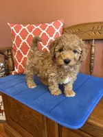 Ava, a female Miniature Goldendoodle for sale in Seneca, KS – 10 of 10