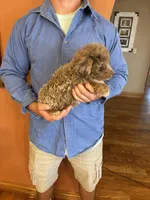 Buddy, a male Miniature Aussiedoodle for sale in Seneca, KS – 4 of 8