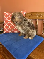 Buddy, a male Miniature Aussiedoodle for sale in Seneca, KS – 8 of 10
