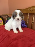 Maverick, a male Miniature Aussiedoodle for sale in Seneca, KS – 9 of 10