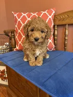 Ava, a female Miniature Goldendoodle for sale in Seneca, KS – 5 of 10