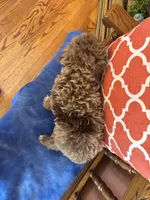 Buddy, a male Miniature Aussiedoodle for sale in Seneca, KS – 8 of 8