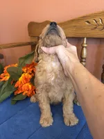 Boomer, a male Miniature Goldendoodle for sale in Seneca, KS – 4 of 10