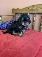 Phoebe, a female Cavapoo for sale in Seneca, KS – 2 of 10