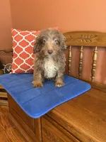 Buddy, a male Miniature Aussiedoodle for sale in Seneca, KS – 10 of 10