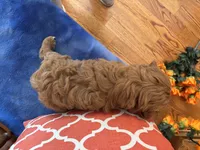 Tippy, a male Cavapoo for sale in Seneca, KS – 8 of 9