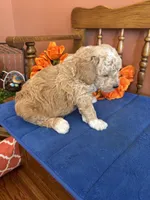 Wally, a male Miniature Goldendoodle for sale in Seneca, KS – 4 of 9