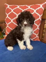 Ruby, a female Miniature Aussiedoodle for sale in Seneca, KS – 9 of 10
