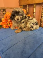 Annabelle, a female Miniature Aussiedoodle for sale in Seneca, KS – 3 of 8