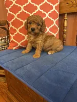 Ricky, a male Miniature Goldendoodle for sale in Seneca, KS – 5 of 9