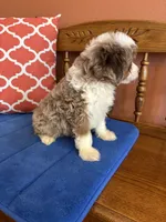 Cocoa, a female Miniature Aussiedoodle for sale in Seneca, KS – 4 of 10