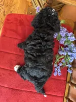 Ace, a male Miniature Bernedoodle for sale in Seneca, KS – Photo 7 of 9