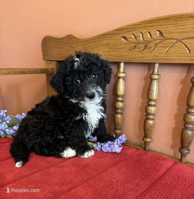 Ace, a male Miniature Bernedoodle for sale in Seneca, KS – Photo 1 of 9