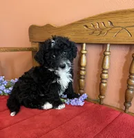 Ace, a male Miniature Bernedoodle for sale in Seneca, KS – Photo 1 of 9