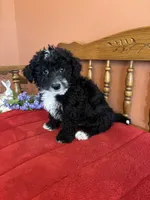 Ace, a male Miniature Bernedoodle for sale in Seneca, KS – Photo 4 of 9