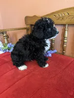 Ace, a male Miniature Bernedoodle for sale in Seneca, KS – Photo 2 of 9