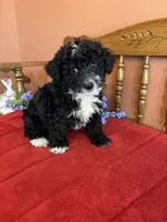 Ace, a male Miniature Bernedoodle for sale in Seneca, KS – Photo 3 of 9