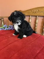 Ace, a male Miniature Bernedoodle for sale in Seneca, KS – Photo 5 of 9
