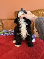 Ace, a male Miniature Bernedoodle for sale in Seneca, KS – Photo 9 of 9