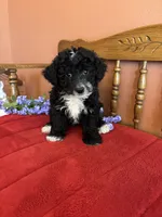 Ace, a male Miniature Bernedoodle for sale in Seneca, KS – Photo 8 of 9