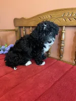 Ace, a male Miniature Bernedoodle for sale in Seneca, KS – Photo 6 of 9