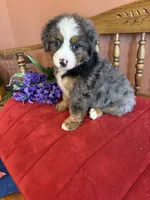 Winston, a male Miniature Bernedoodle for sale in Seneca, KS – 9 of 10