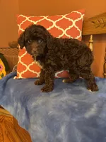 Bennie, a male Miniature Aussiedoodle for sale in Seneca, KS – 3 of 10