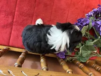 Sammy, a male Miniature Aussiedoodle for sale in Seneca, KS – 7 of 10