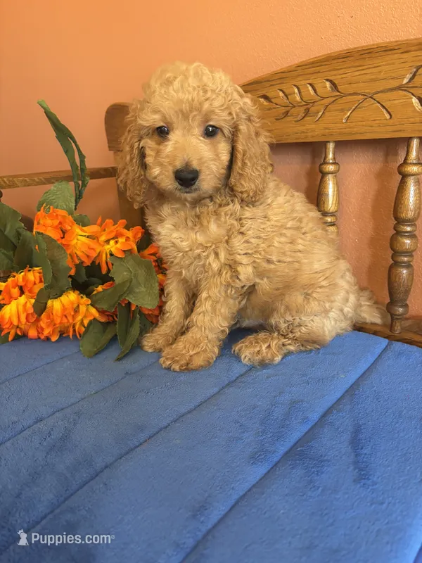 Boomer – Miniature Goldendoodle puppy for sale in Seneca, KS