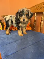 Darla, a female Miniature Aussiedoodle for sale in Seneca, KS – 9 of 9