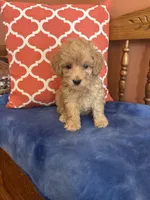 Alexis, a female Miniature Goldendoodle for sale in Seneca, KS – 3 of 10