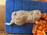 Wally, a male Miniature Goldendoodle for sale in Seneca, KS – 9 of 9