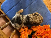 Darla, a female Miniature Aussiedoodle for sale in Seneca, KS – 8 of 9