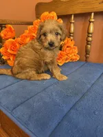 Lilly, a female Miniature Goldendoodle for sale in Seneca, KS – 4 of 8